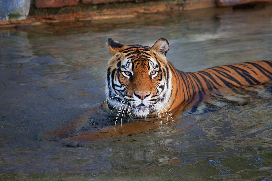 Bengal Tiger laying in water Photograph by Bruce Beck - Pixels