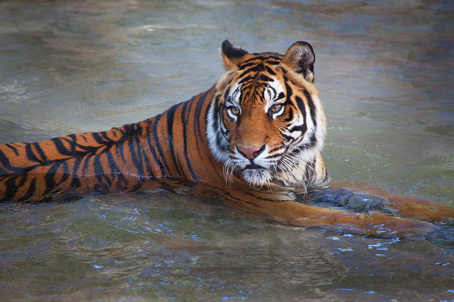 Bengal Tiger laying water Photograph by Bruce Beck
