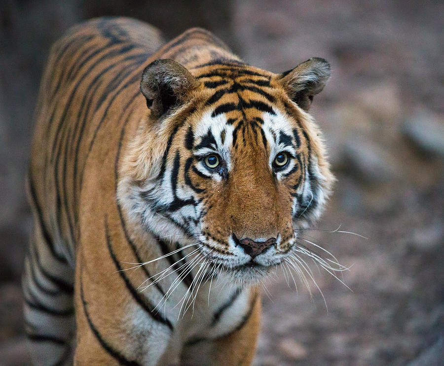 Bengal Tiger Photograph by Max Waugh