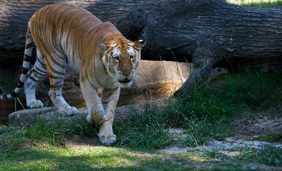 Bengal Tiger on the Prowl Photograph by Douglas Barnett
