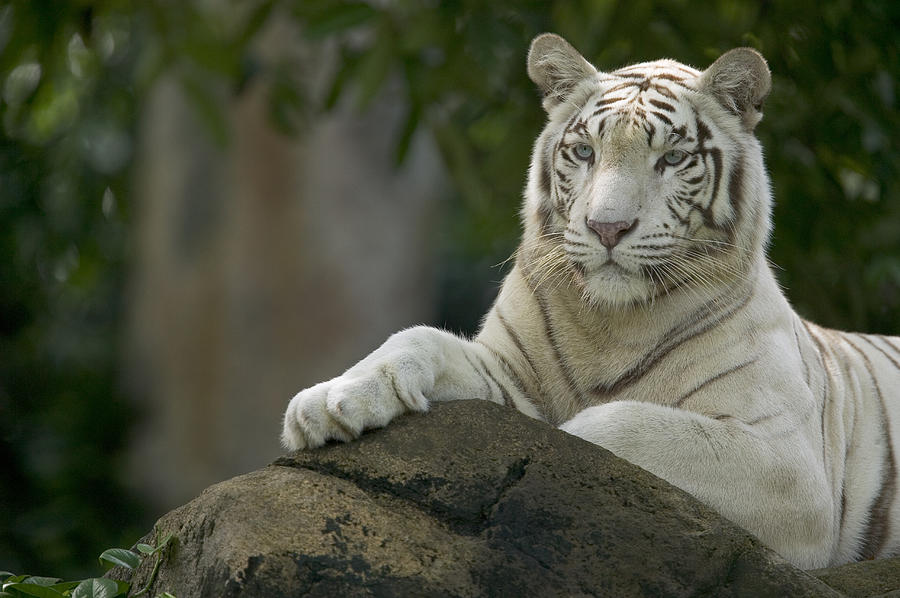 Bengal Tiger Panthera Tigris Tigris Photograph by Cyril Ruoso