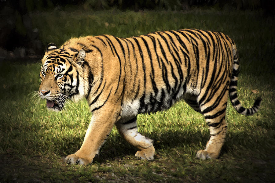 Bengal Tiger Photograph by Penny Lisowski