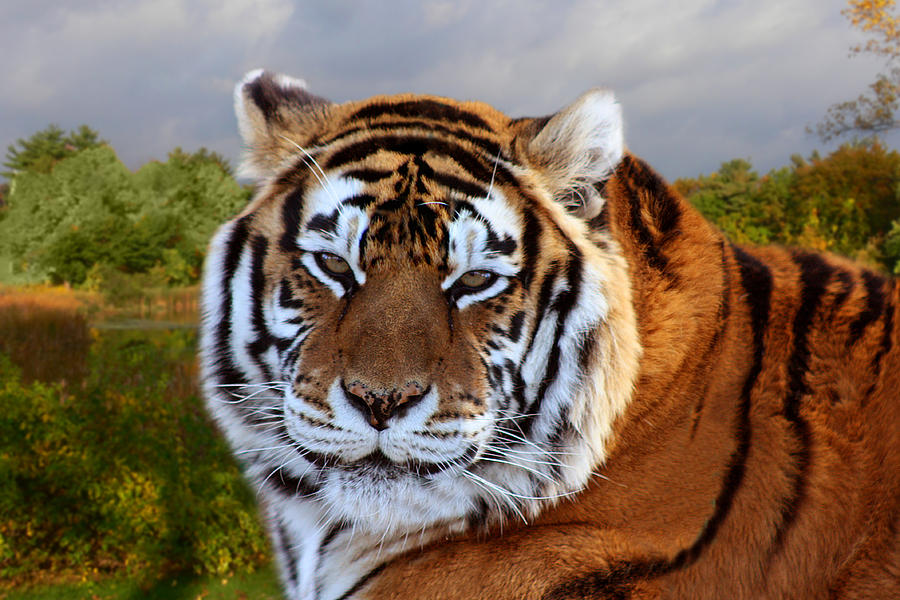 Bengal Tiger Portrait Photograph by Michele A Loftus