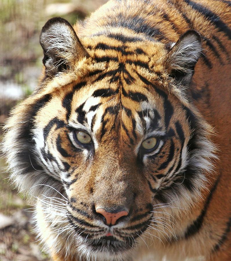 Wildlife Photograph - Bengal Tiger by Raakesh Blokhra