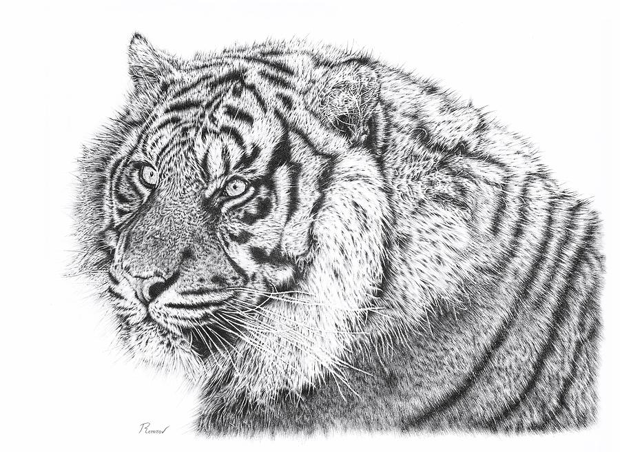 Bengal Tiger Drawing by Casey Remrov Vormer