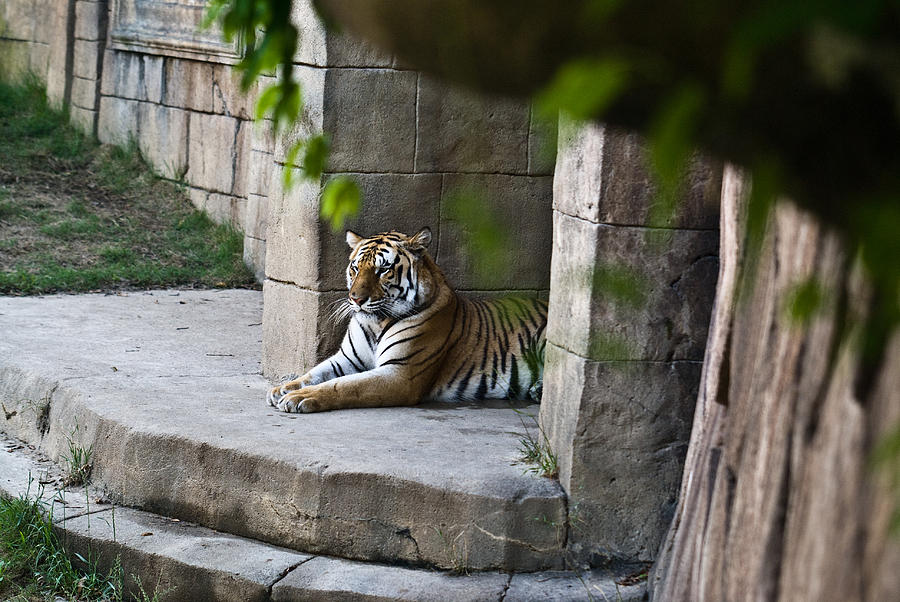Bengal Tiger Resting Photograph by Douglas Barnett