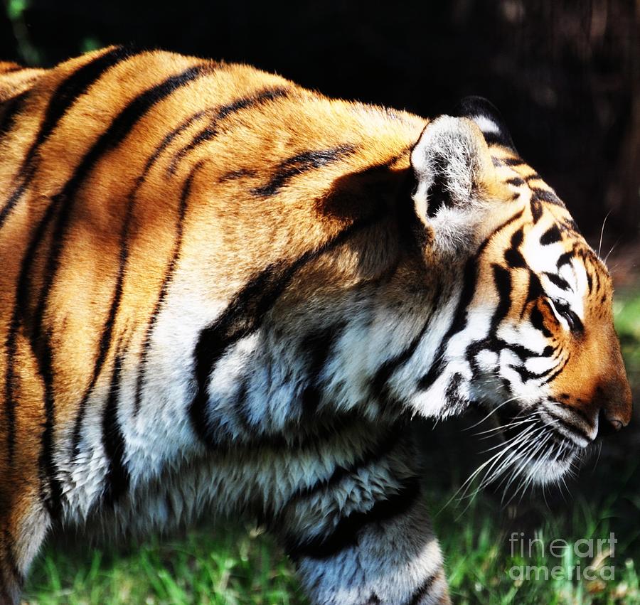 Wildlife Photograph - Bengal Tiger by Rose  Hill