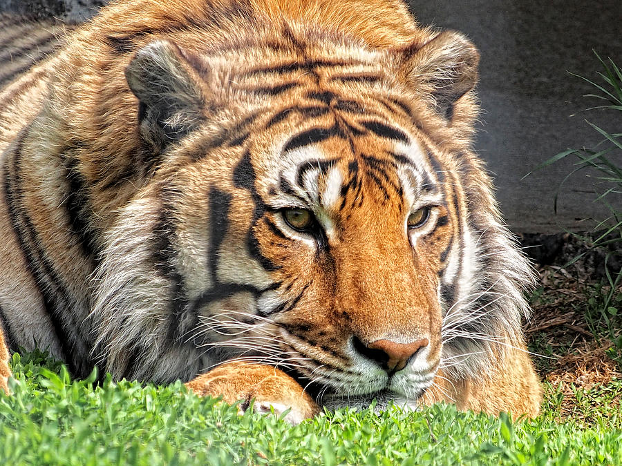 Bengal Tiger Photograph by Scott Olsen