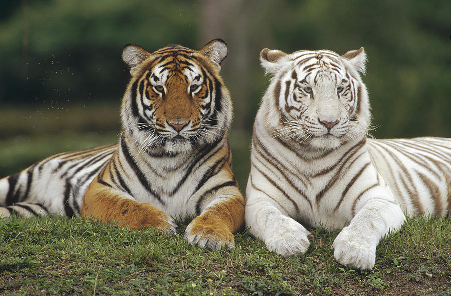 Bengal Tiger Team Photograph by Konrad Wothe