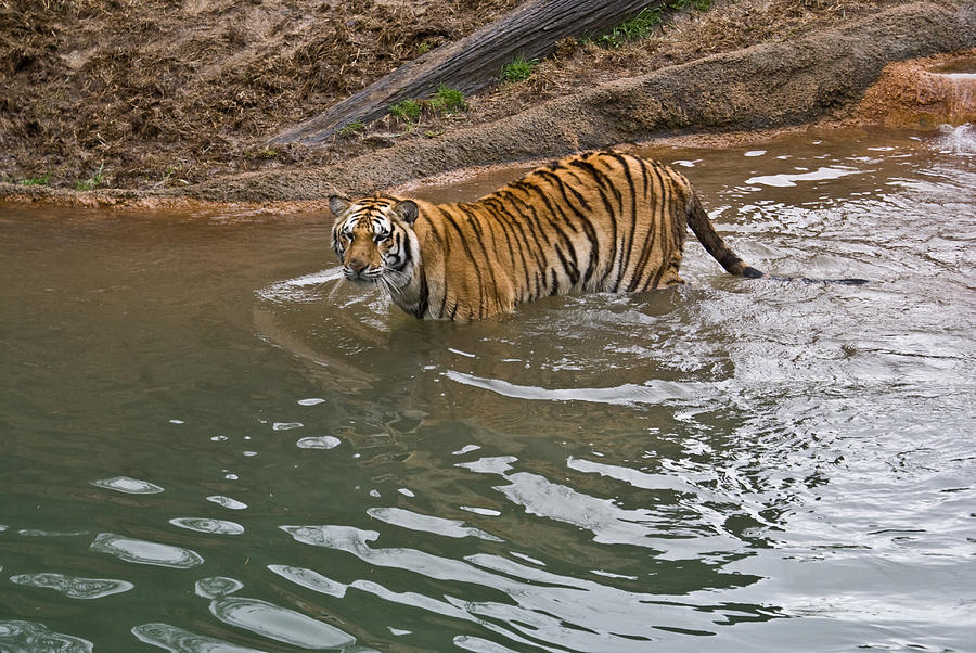 Bengal Tiger Wading Stream Photograph by Douglas Barnett
