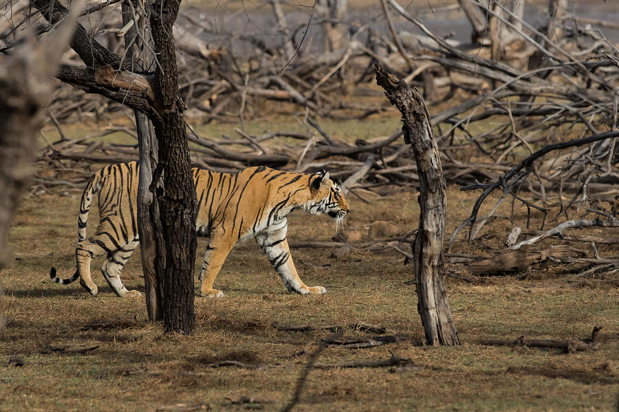 Bengal Tigress Photograph by Ramabhadran Thirupattur