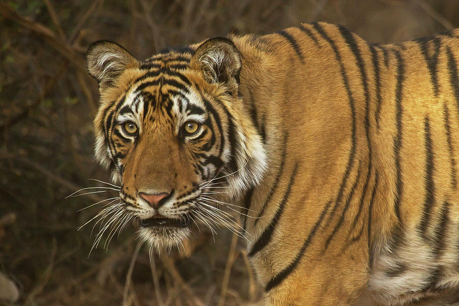 Bengale Tiger Photograph by Jean-Luc Baron