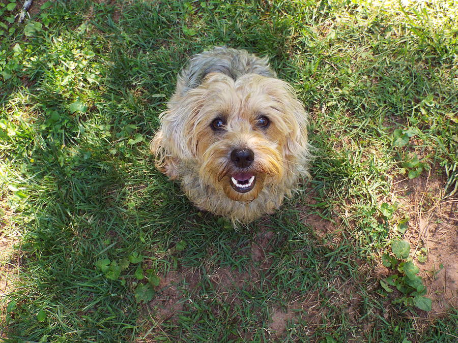 Benji the dog Photograph by Jennifer Schafer - Fine Art America