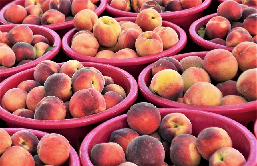 Bennetts Orchards Peaches Photograph by Kim Bemis