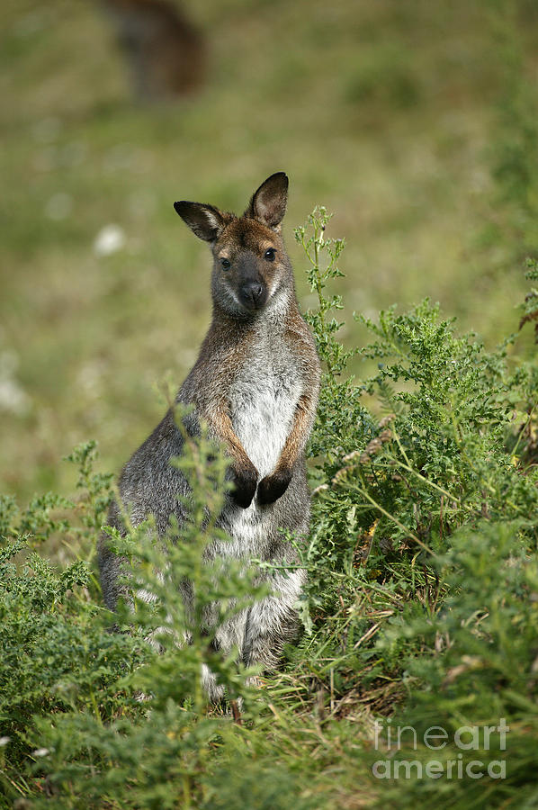 Bennetts Wallaby Macropus Rufogriseus Photograph by Gerard Lacz