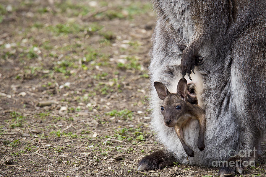 Wildlife Photograph - Bennetts Wallaby by Twenty Two North Photography