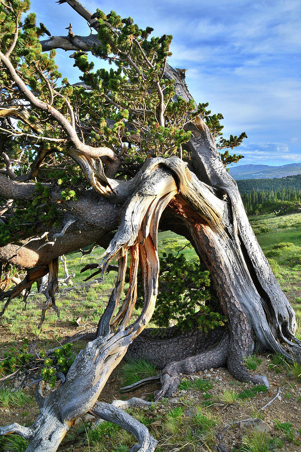 Bent Bristlecone Photograph by Ray Mathis