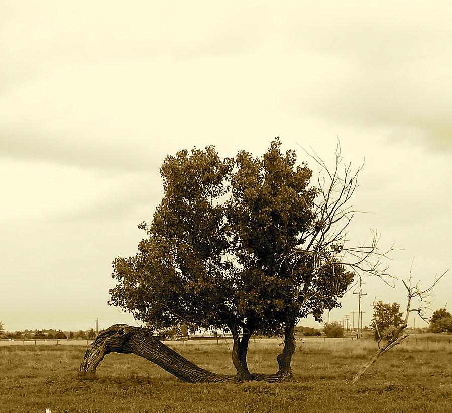 Bent but not Broken Photograph by Jennifer Addington - Fine Art America