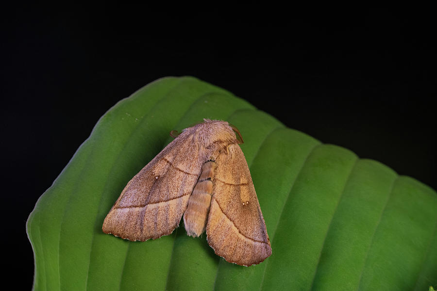 Bent Line Dart Moth on Leaf Photograph by Douglas Barnett