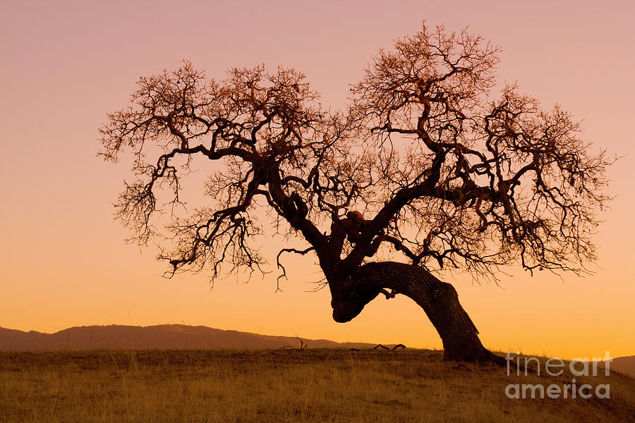 Oak Tree Photograph - Bent Oak by Sharon Foelz