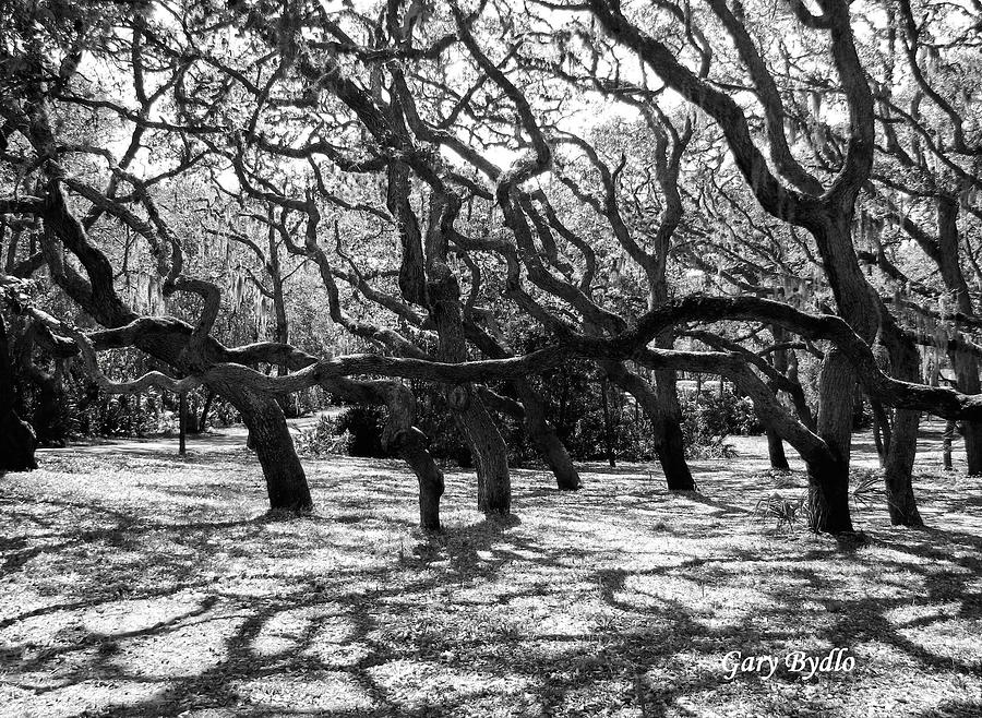 Black And White Photograph - Bent Oaks by Gary Bydlo
