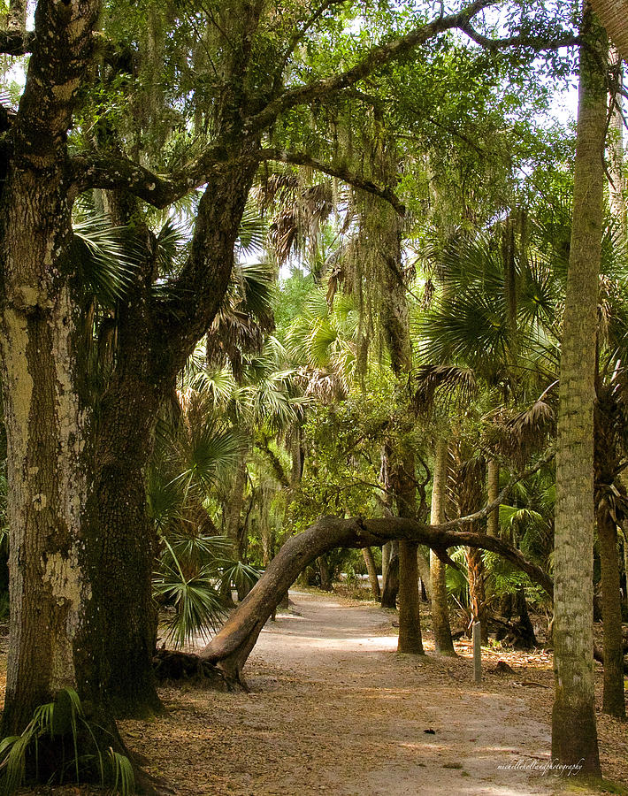 Bent Over Photograph by Michelle Holland - Fine Art America