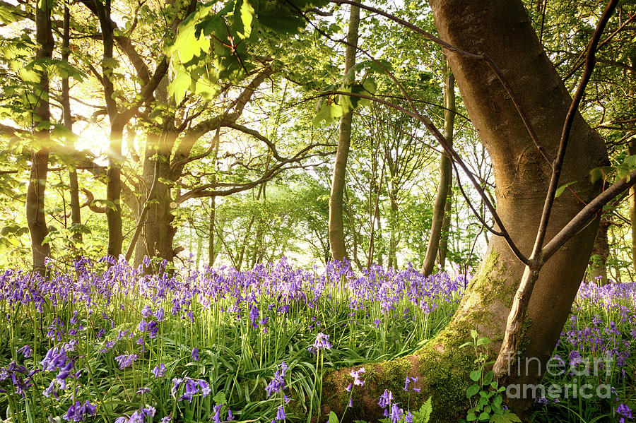 Bent tree in bluebell forest Photograph by Simon Bratt