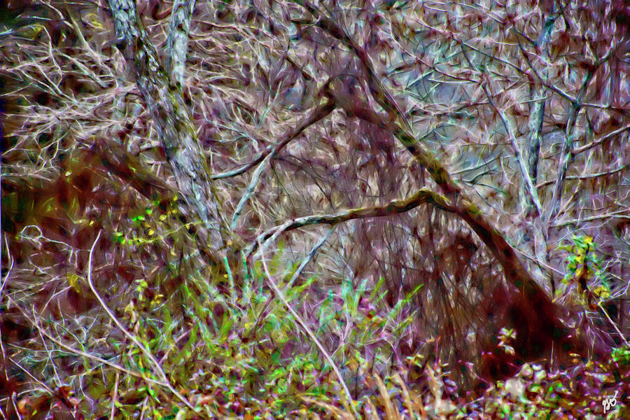 Bent Trees Near The Bayou Photograph