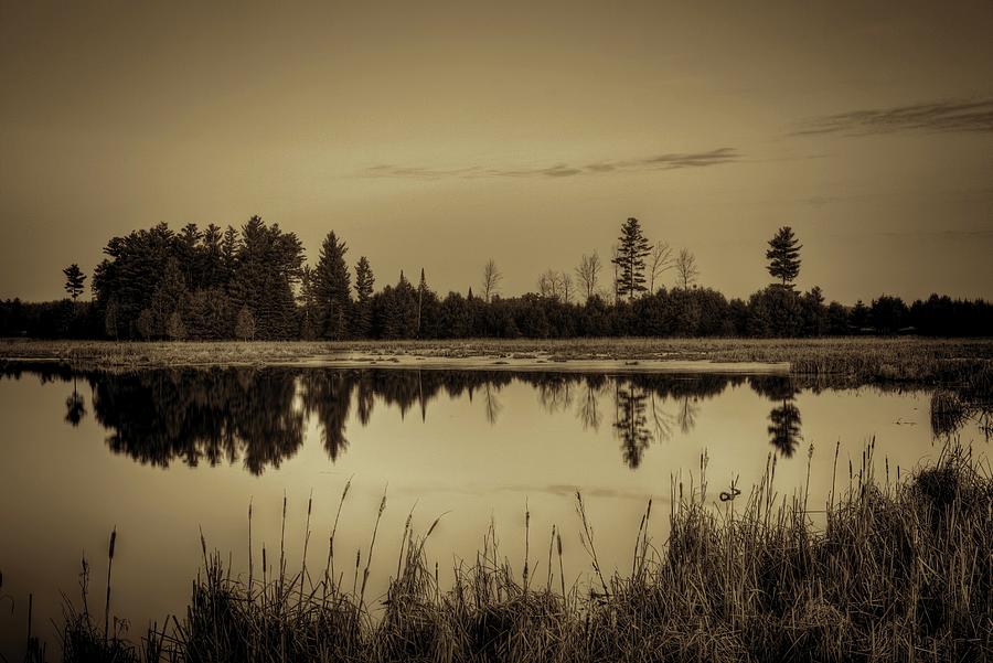 Bentley Pond Pines In Sepia Photograph by Dale Kauzlaric