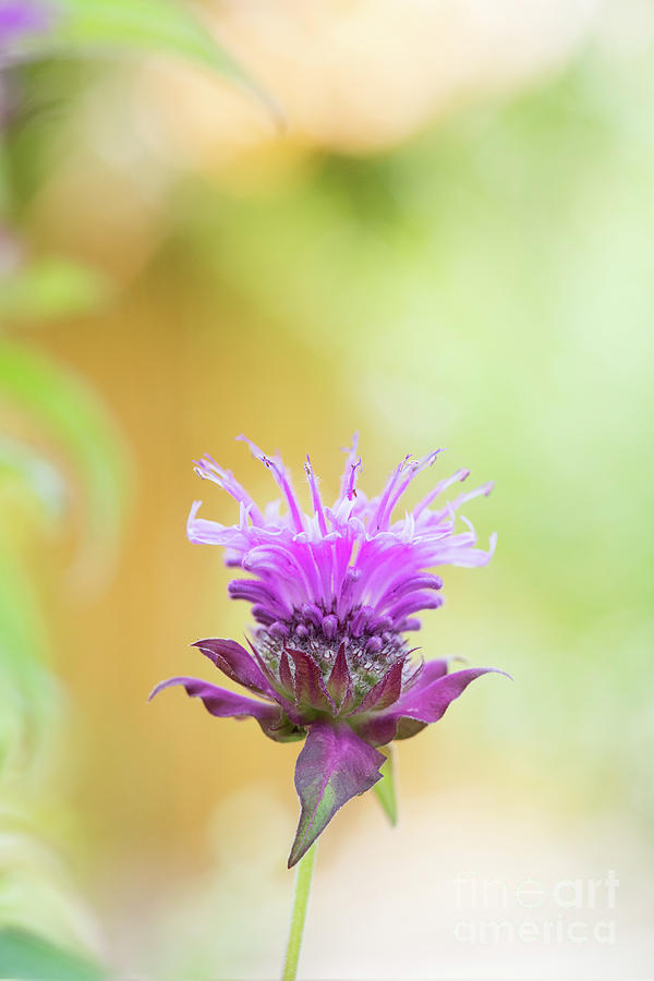 Bergamot Flower Photograph by Tim Gainey