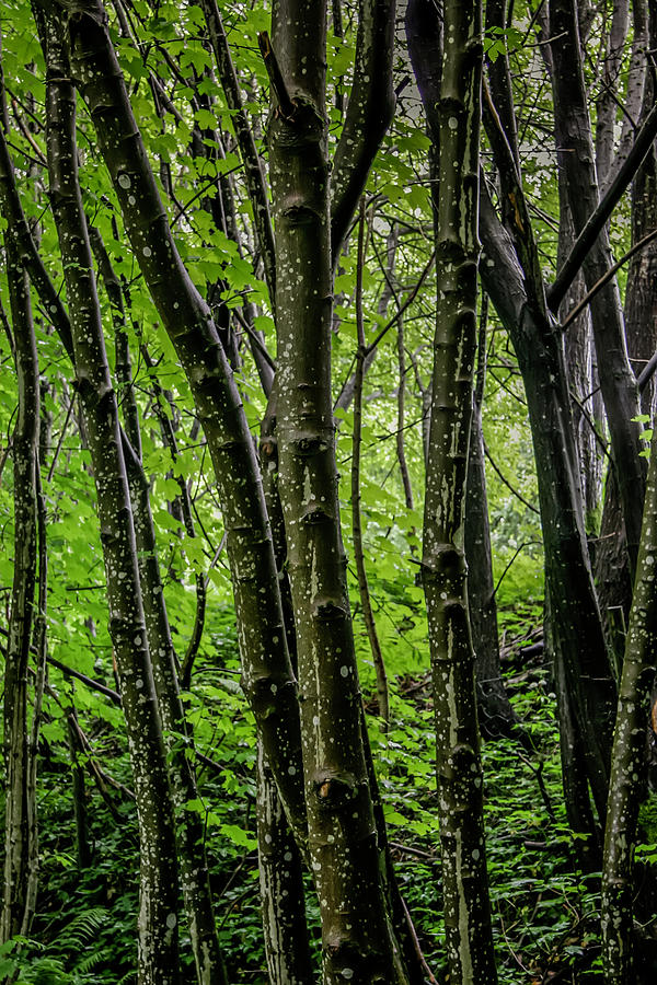 Bergen Forest Photograph by KG Thienemann