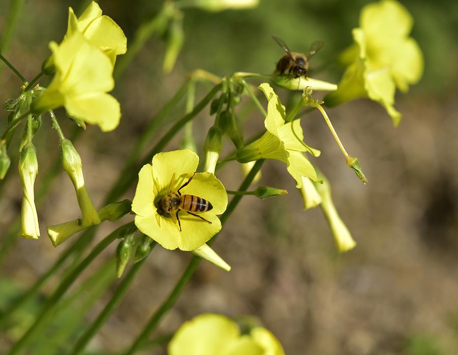 Bermuda Buttercup Wildflower IV with Bees Photograph by Linda Brody
