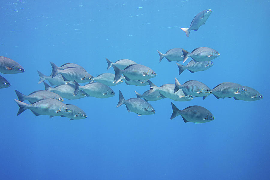 Fish Photograph - Bermuda chubs by Monique Taree