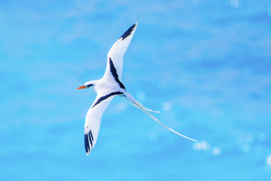 Bermuda Longtail Close-up Photograph by Jeff at JSJ Photography