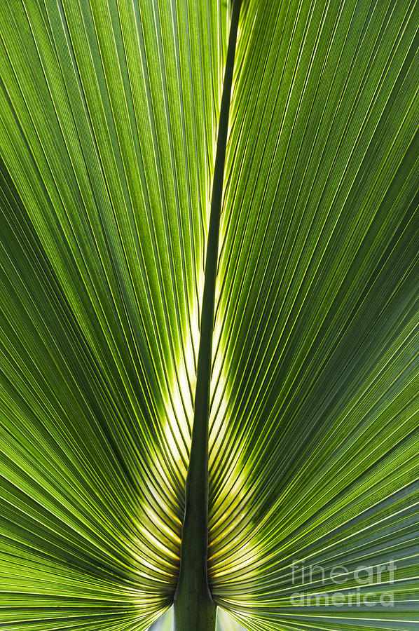 Tree Photograph - Bermuda Palmetto Palm Leaf by Tim Gainey