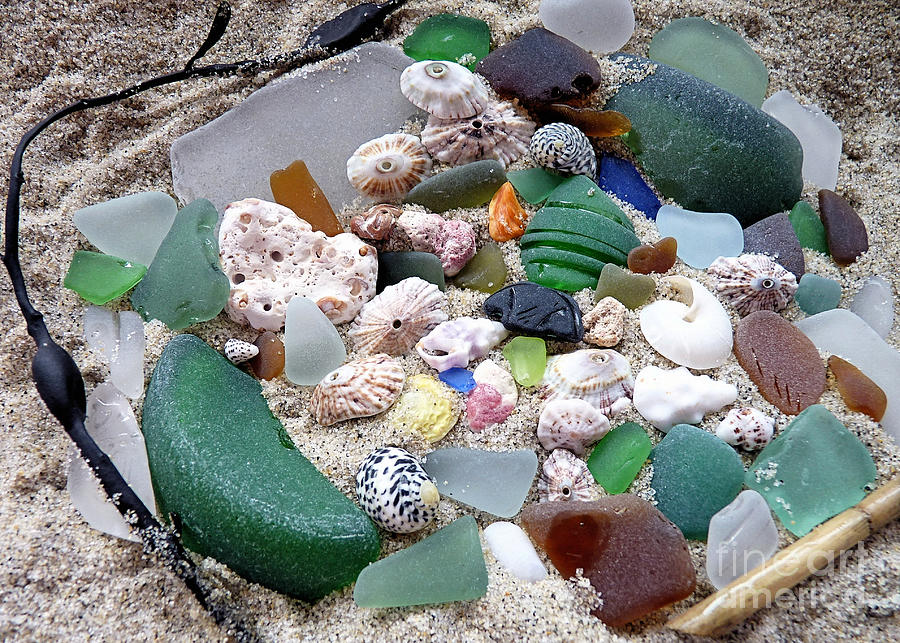 Bermuda Sea Glass and Seashells Photograph by Janice Drew