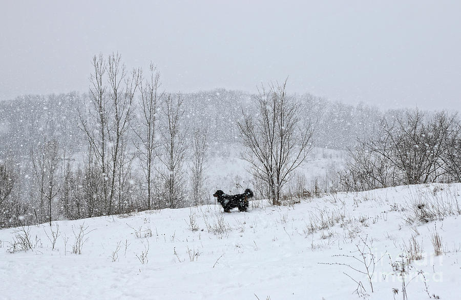 Bernes Mountain Dog in Snow Photograph by Charline Xia