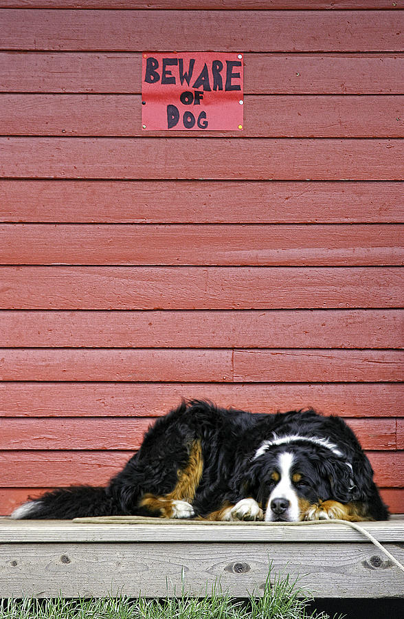 Bernese Mountain Dog Alertly Guarding Home. Photograph by Fred J Lord