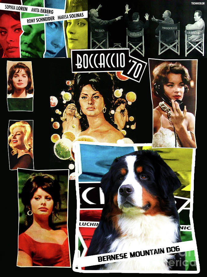 Bernese Mountain Dog Art Canvas Print - Boccaccio 70 Movie Poster Painting by Sandra Sij