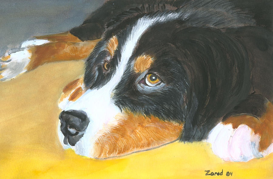 Bernese Mountain Dog art print Painting by Mary Jo Zorad