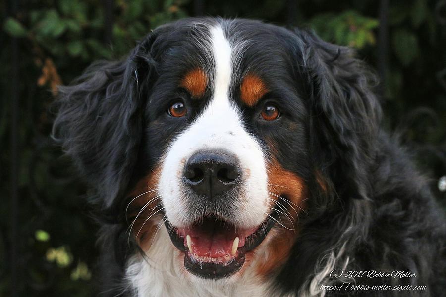 Berner Smile Photograph by Bobbie Moller - Fine Art America