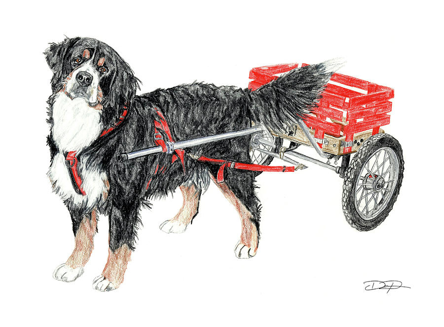 Bernese Mountain Dog Drawing by Dan Pearce