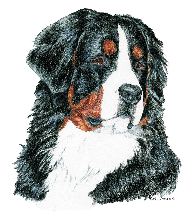 Christmas Drawing - Bernese Mountain Dog by Kathleen Sepulveda
