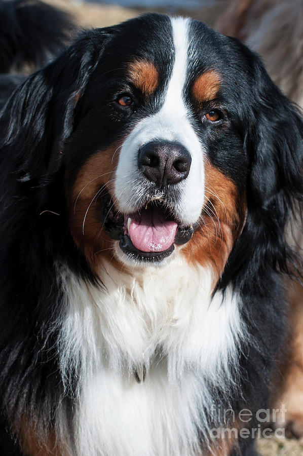 Bernese Mountain Dog Portrait  Photograph by Gary Whitton
