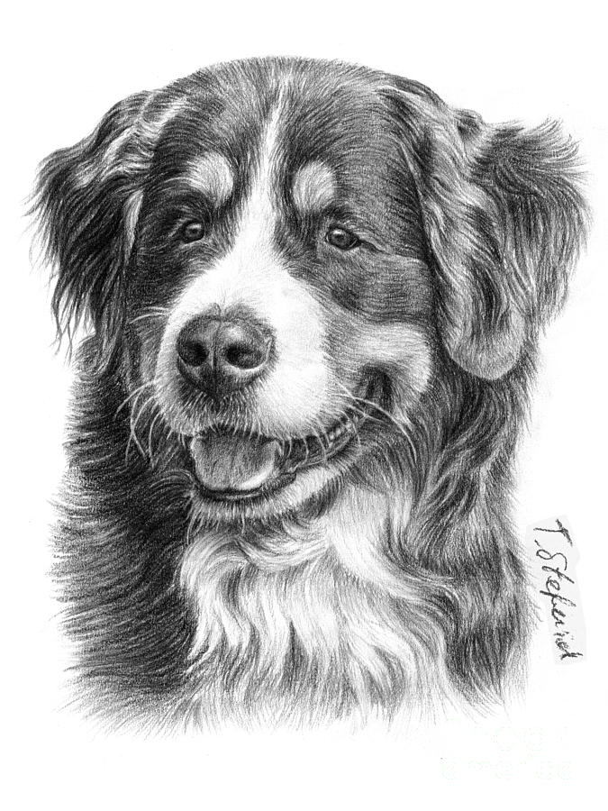 Bernese Mountain Dog Drawing by Tobiasz Stefaniak