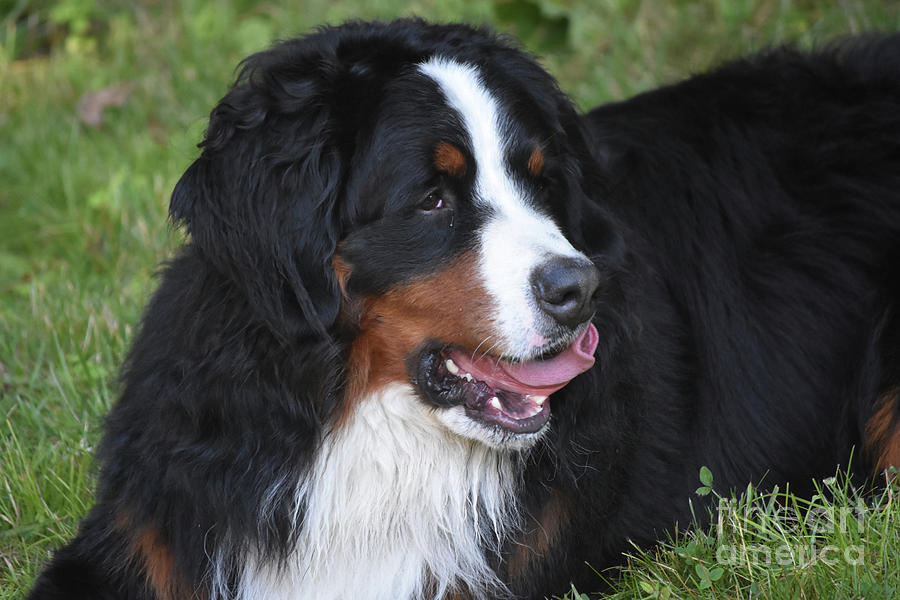 Bernese Mountain Dog with a Curled Pink Tongue Photograph by DejaVu ...