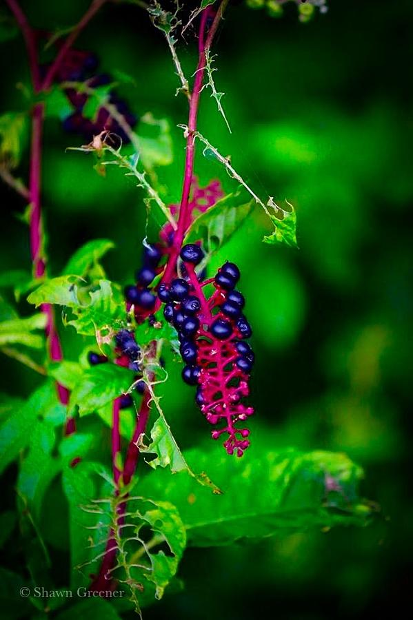 Berries a Wild Photograph by Shawn M Greener