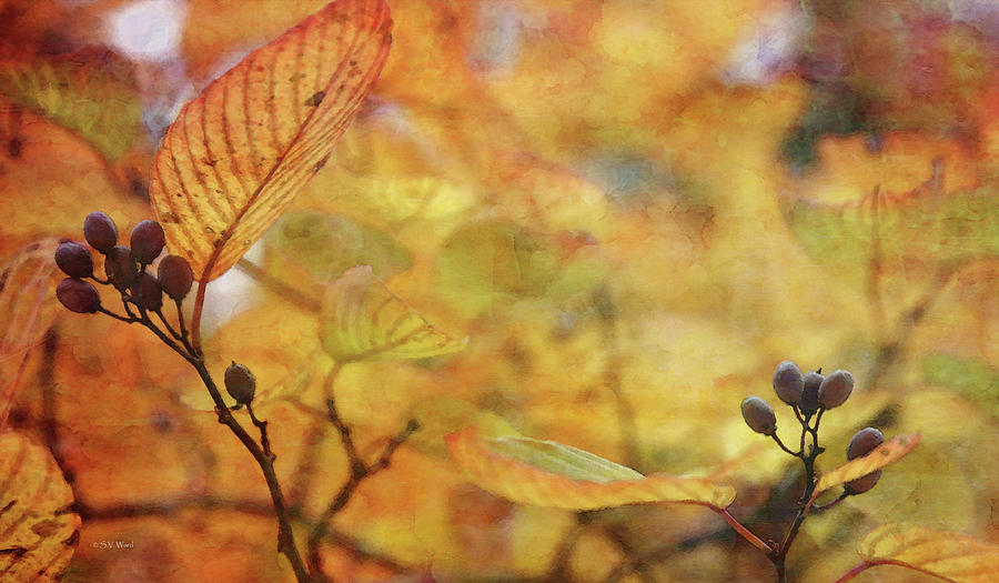 Berries Among The Gold 6548 IDP_2 Photograph by Steven Ward