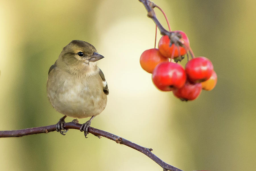 Berries And A Sparrow Photograph