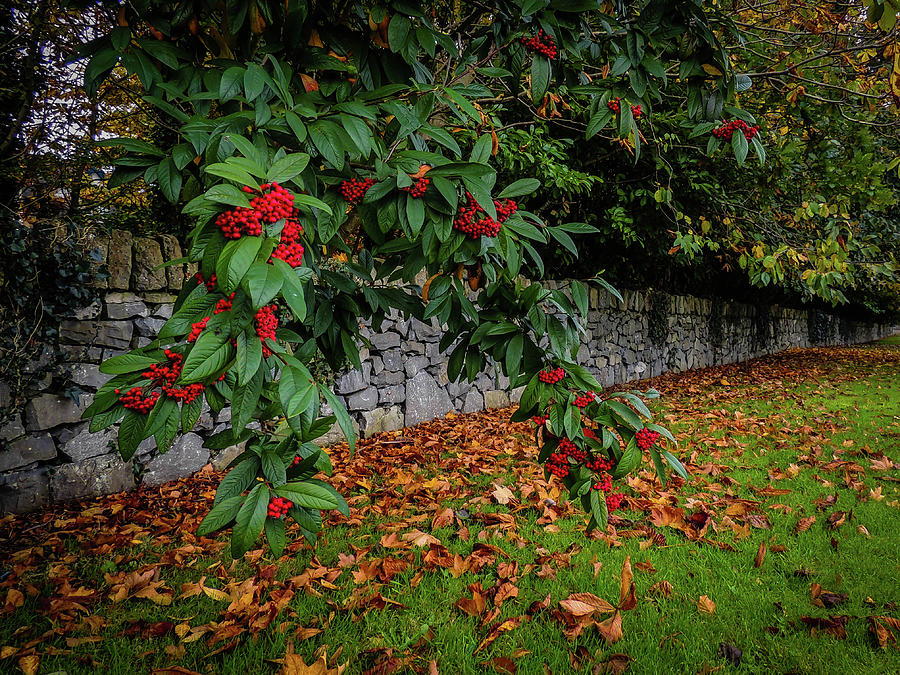 Berries and Autumn Leaves in Ireland Photograph by James Truett